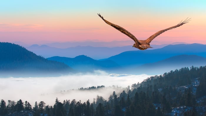 Red-tailed Hawk flying over the blue mountains with sunset sky