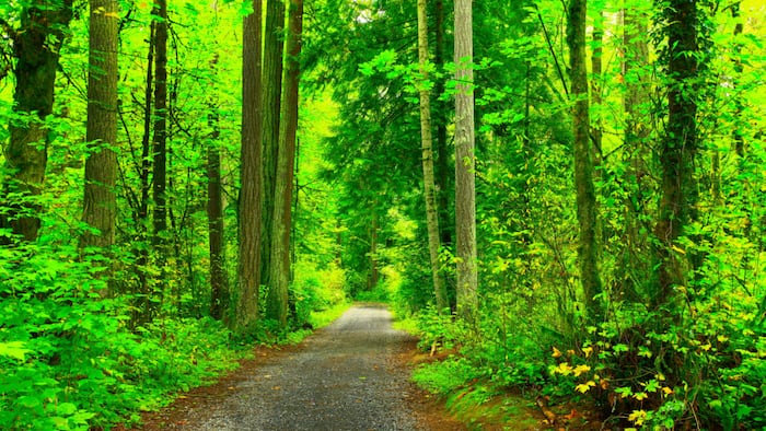Path in forest
