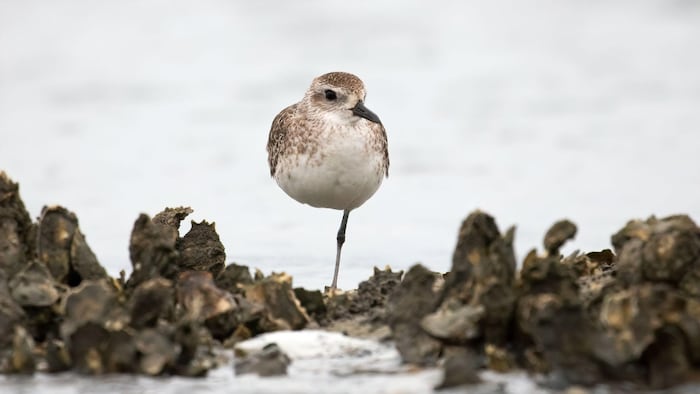 Bird on one leg