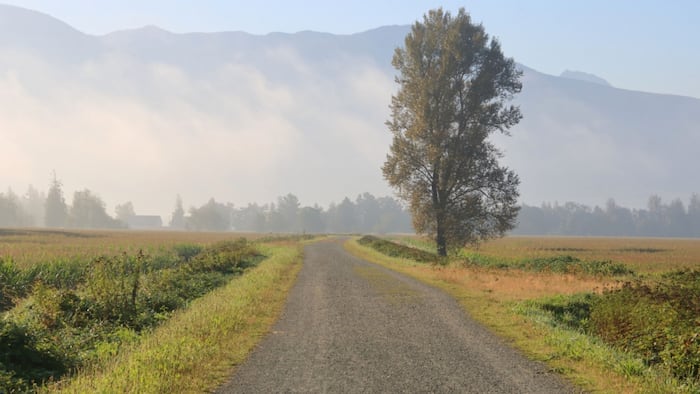Fog lifting over country road